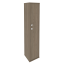 Вяз